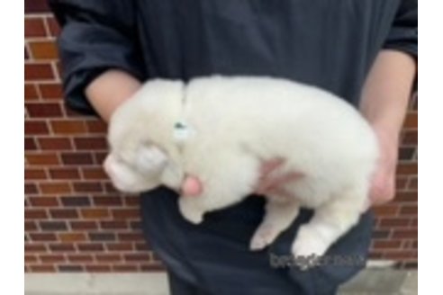 成約済の千葉県のグレートピレニーズ-313614の15枚目
